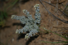 Crassula corallina
