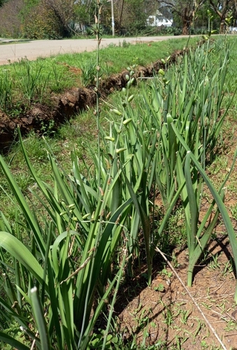 Albuca abyssinica image