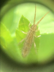 Entomobryomorpha