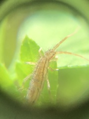 Entomobryomorpha