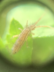 Entomobryomorpha