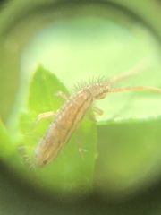 Entomobryomorpha