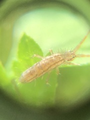 Entomobryomorpha