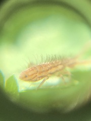 Entomobryomorpha