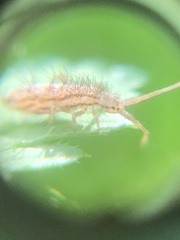 Entomobryomorpha