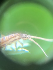 Entomobryomorpha
