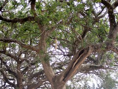 Kigelia africana
