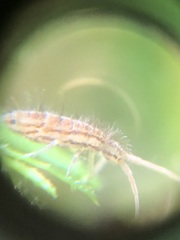 Entomobryomorpha