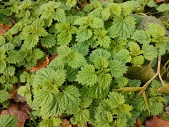 Urtica dioica