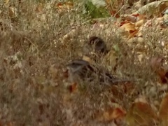 Zonotrichia albicollis
