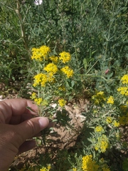 Odontarrhena tortuosa