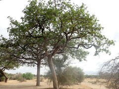 Kigelia africana