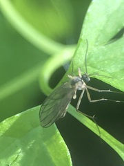 Pterygota