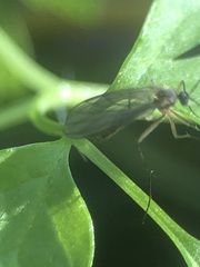 Pterygota