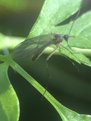 Pterygota