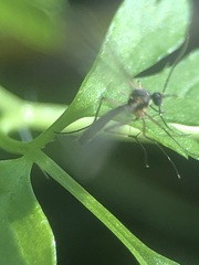 Pterygota