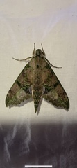 Xylophanes zurcheri