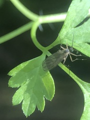 Pterygota