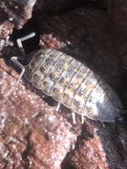 Oniscidea