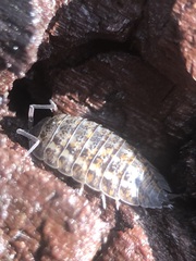 Oniscidea