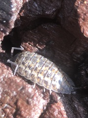 Oniscidea