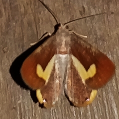 Opisthoxia