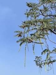 Sesbania grandiflora