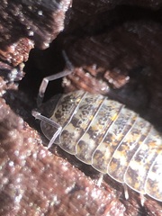 Oniscidea