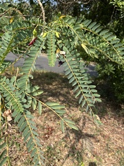Sesbania grandiflora