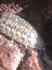 Oniscidea