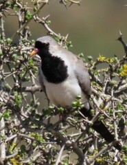 Oena capensis capensis