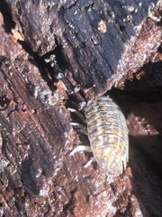 Oniscidea