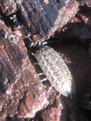Oniscidea