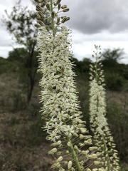 Drimia altissima