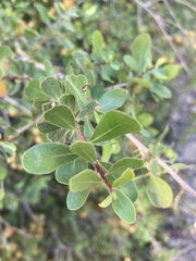 Diospyros intricata
