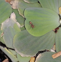 Ropalidia variegata