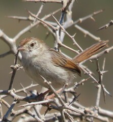 Cisticola subruficapilla