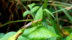 Orchelimum silvaticum