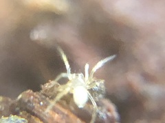 Araneae