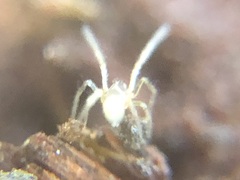 Araneae