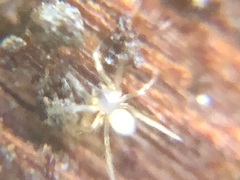 Araneae