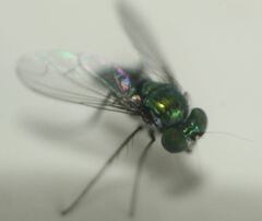 Condylostylus armipes