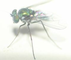 Condylostylus armipes