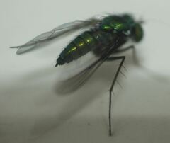 Condylostylus armipes