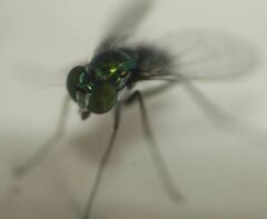 Condylostylus armipes