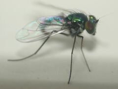 Condylostylus armipes
