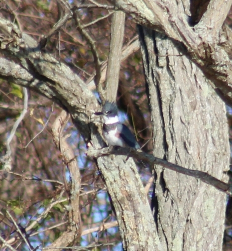 Belted Kingfisher photographed in Rhode Island