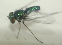 Condylostylus armipes