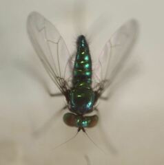 Condylostylus armipes