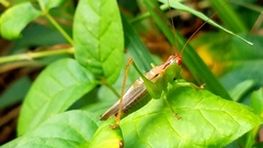 Orchelimum silvaticum